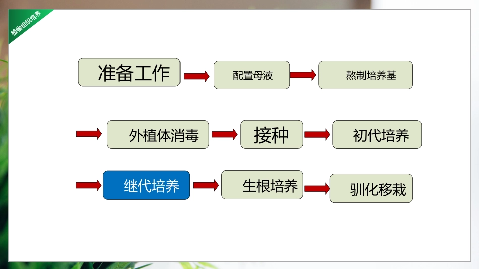 (10)--3.13 继代培养植物组织培养_第2页