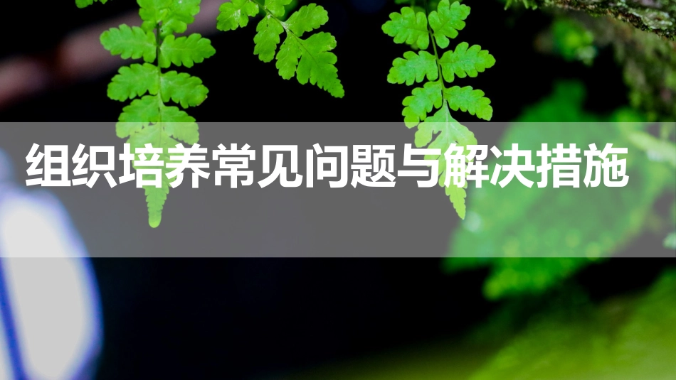 (12)--3.15 组织培养常见问题与解决措施_第1页