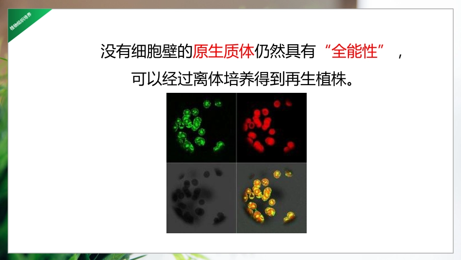 (22)--4.2 植物原生质体培养_第3页