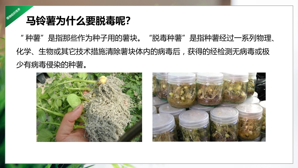 (26)--6.2 马铃薯脱毒与快繁技术_第3页