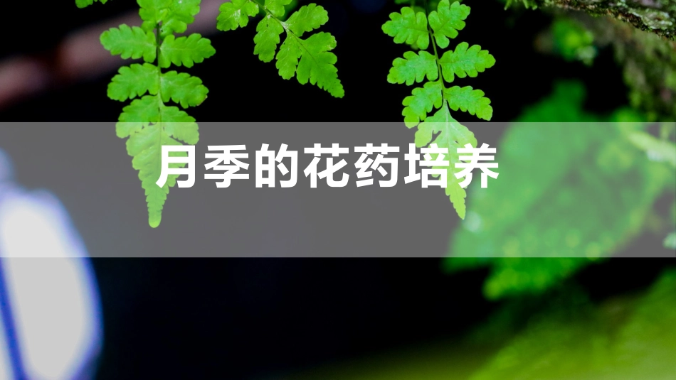 (27)--6.3 月季组织培养技术花药培养_第1页