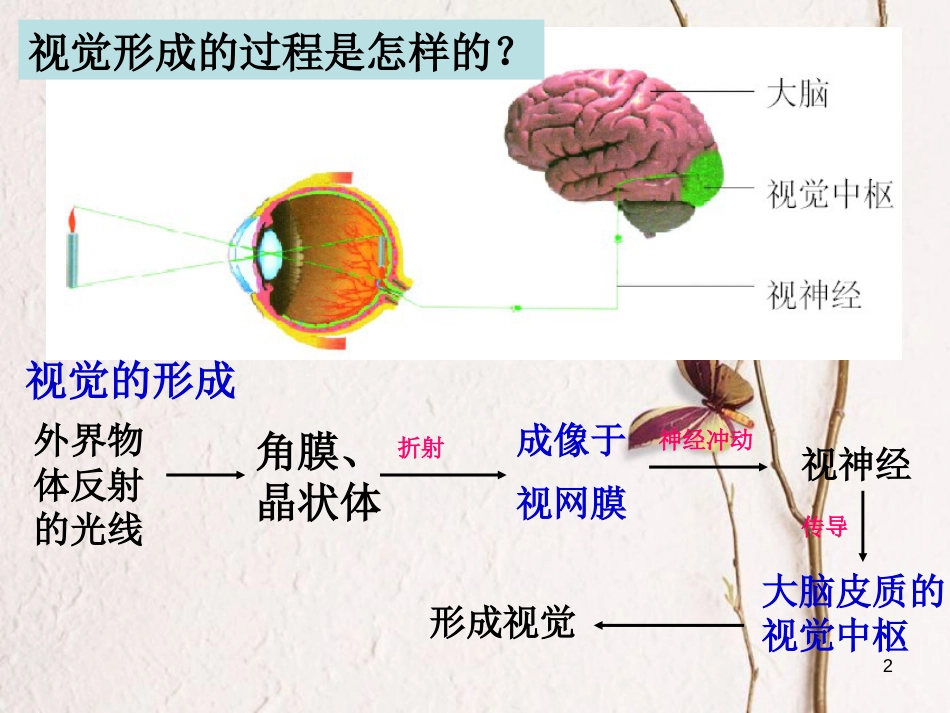 学年八年级生物上册 16.2 人体对信息的感知课件2 苏科版_第2页