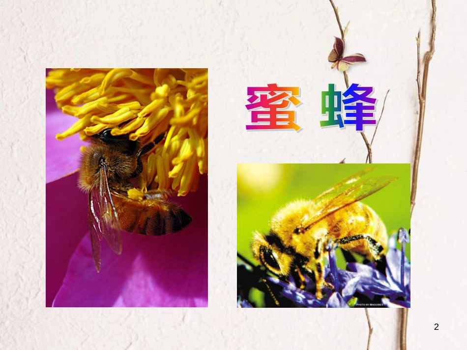 六年级语文上册 第四单元 蜜蜂课件2 湘教版_第2页