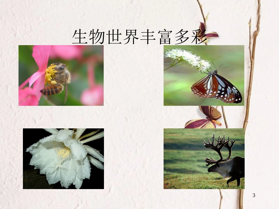 七年级生物上册 第一单元 第1章 第1节 认识生物的特征课件 （新版）新人教版_第3页