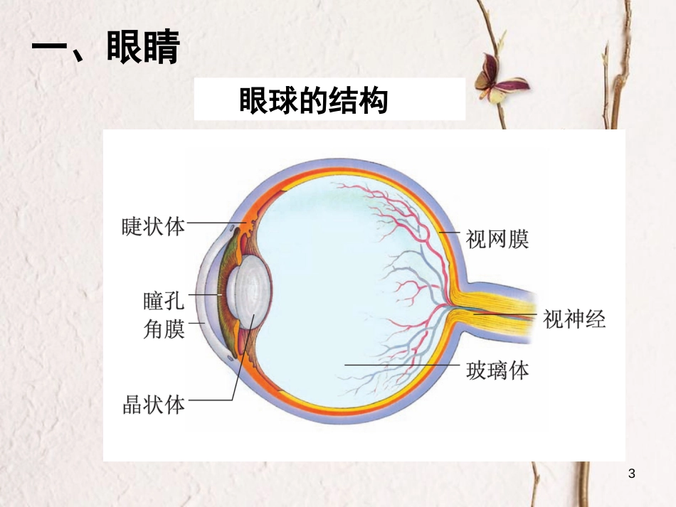 八年级物理上册 4.4《眼睛和眼镜》课件2 鲁教版五四制_第3页