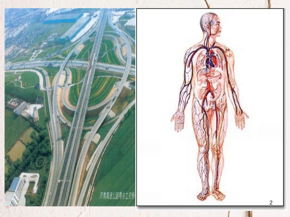 七年级生物下册 4.4.1流动的组织--血液课件 （新版）新人教版_第2页