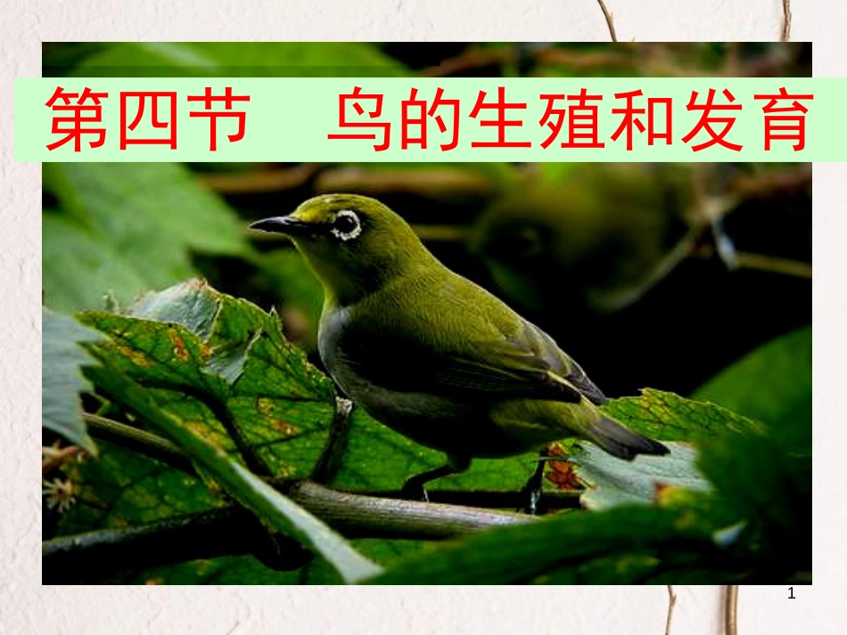 新疆八年级生物下册 第七单元 第一章 第四节 鸟的生殖和发育课件 （新版）新人教版_第1页