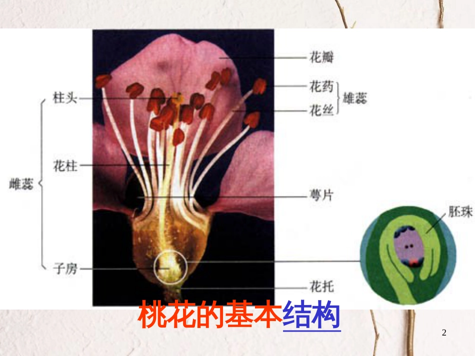 七年级生物上册 第三单元 第2章 第3节 开花结果课件 （新版）新人教版_第2页