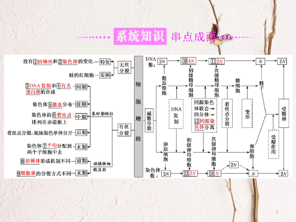 （全国通用）高考生物二轮复习 专题一 细胞 串讲二 细胞的生命历程 第1课时 基础自查课件_第2页