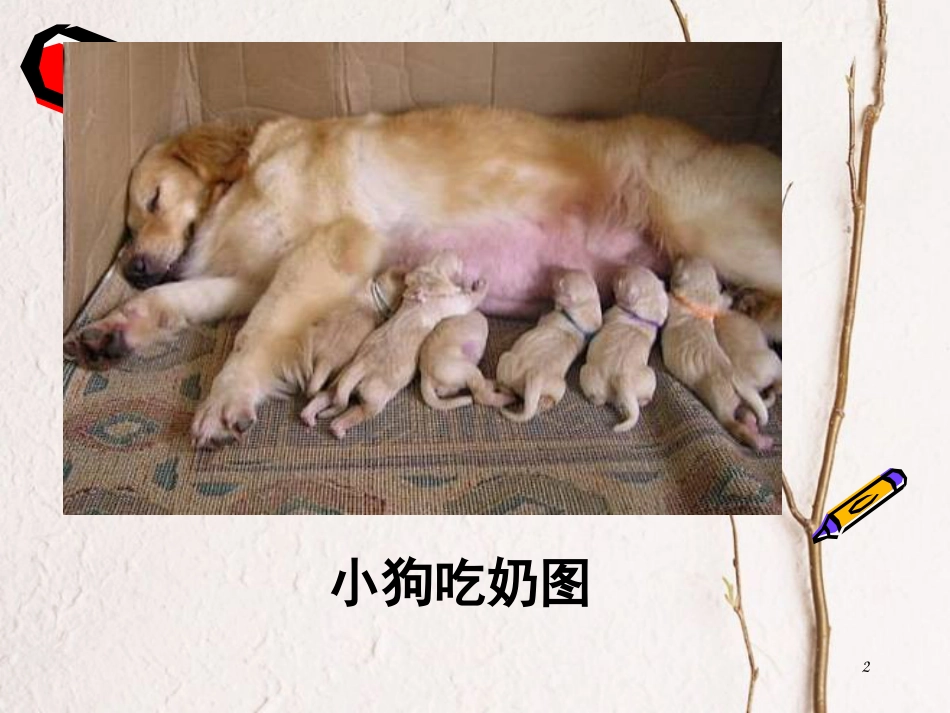 四年级科学上册 2.3 吃奶长大的动物课件1 湘教版_第2页