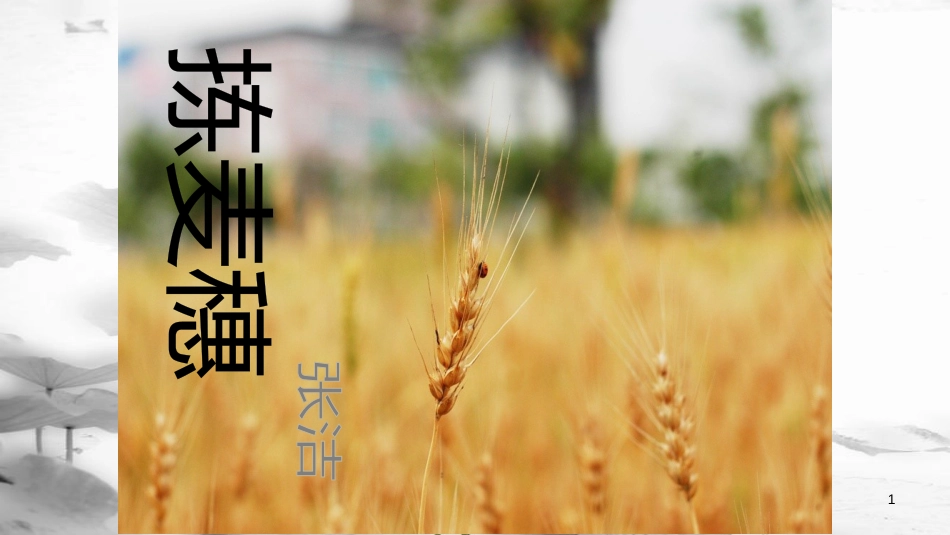 七年级语文下册 第一单元 2《拣麦穗》新知识课件3 冀教版_第1页