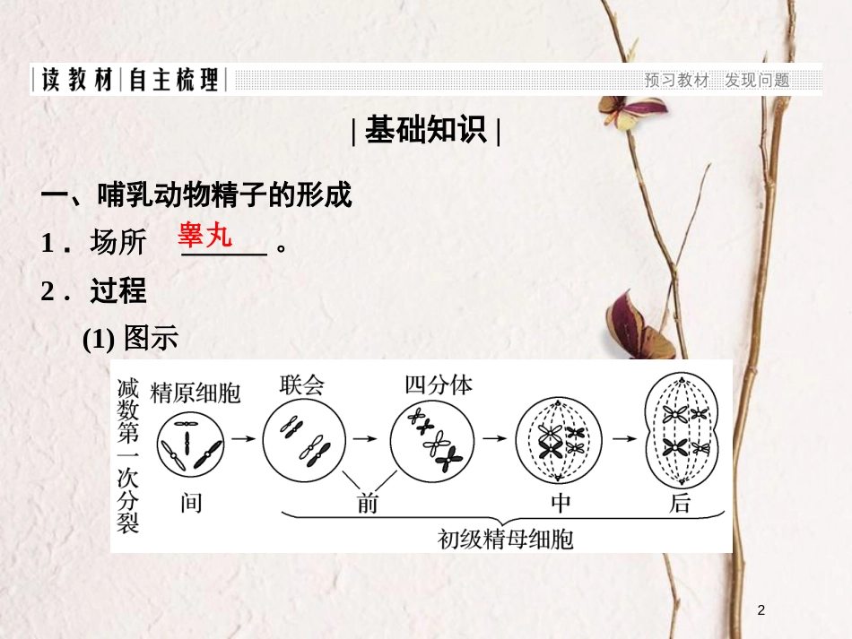 高中生物 第二章 减数分裂和有性生殖 第2课时 生殖细胞的形成课件 苏教版必修2_第2页