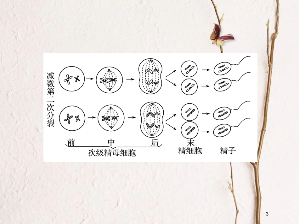 高中生物 第二章 减数分裂和有性生殖 第2课时 生殖细胞的形成课件 苏教版必修2_第3页