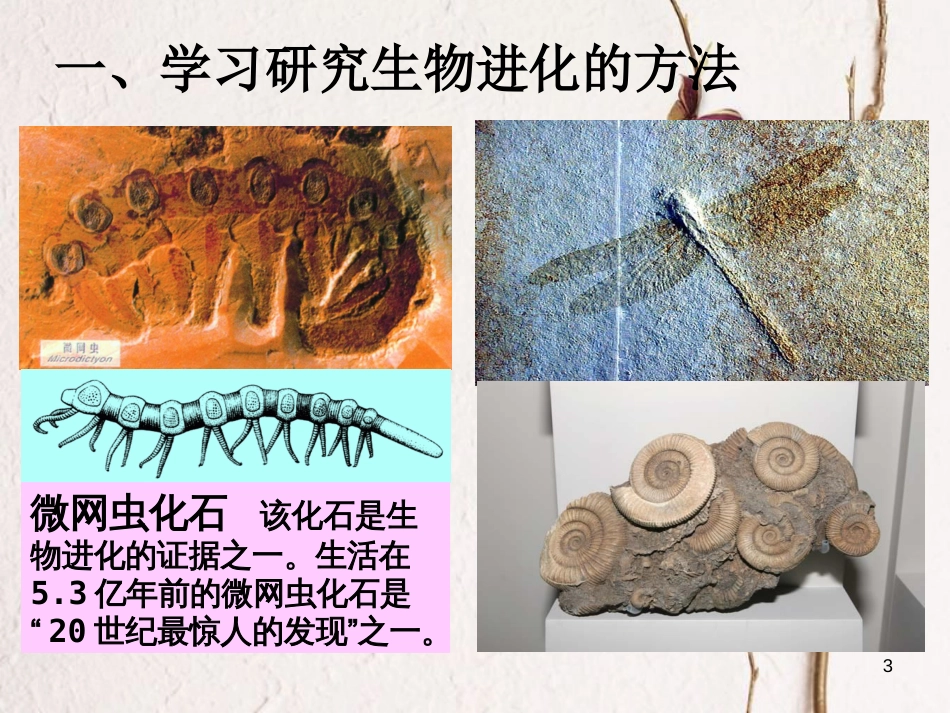 八年级生物下册 7.3.2生物进化的历程课件3 （新版）新人教版_第3页