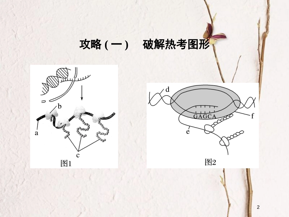 高中生物 第四章 遗传的分子基础章末培优攻略课件 苏教版必修2_第2页
