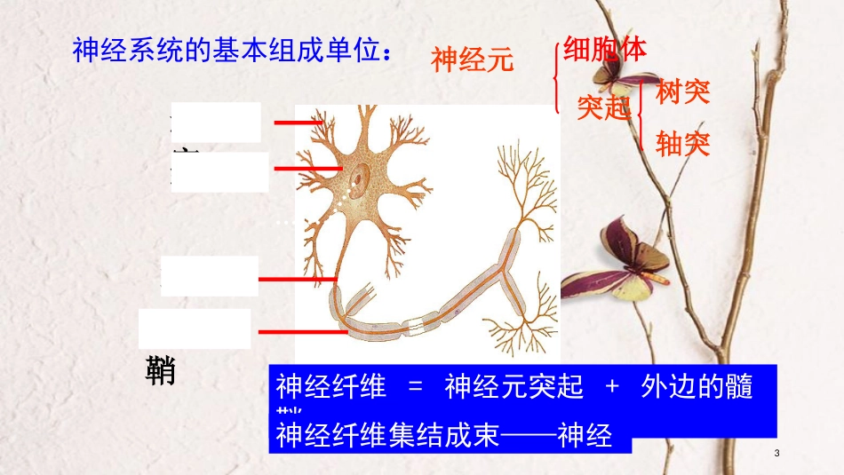 湖南省茶陵县高中生物 第二章 动物和人体生命活动的调节 2.1 通过神经系统的调节课件 新人教版必修3_第2页
