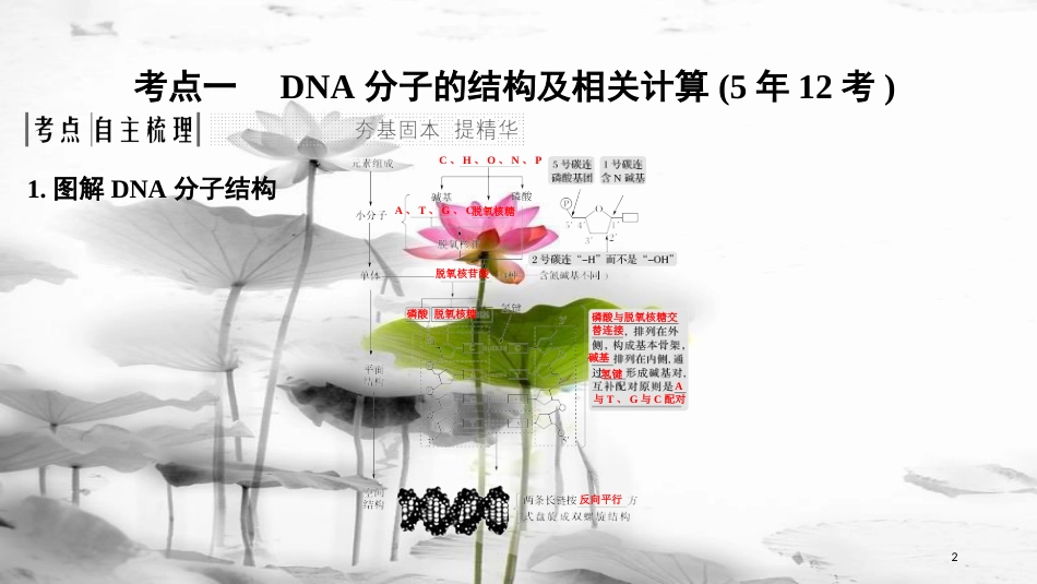 届高考生物一轮复习 第六单元 遗传的分子基础 第18讲 DNA的结构、复制及基因的本质课件_第2页