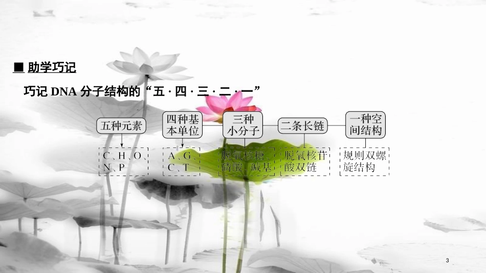 届高考生物一轮复习 第六单元 遗传的分子基础 第18讲 DNA的结构、复制及基因的本质课件_第3页