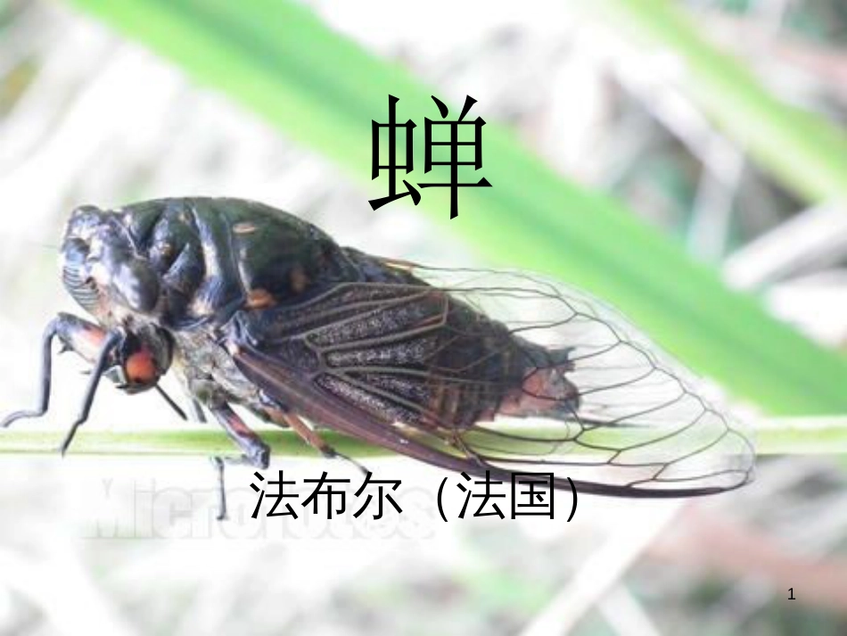 八年级语文上册 第五单元 19《蝉》课件 新人教版_第1页