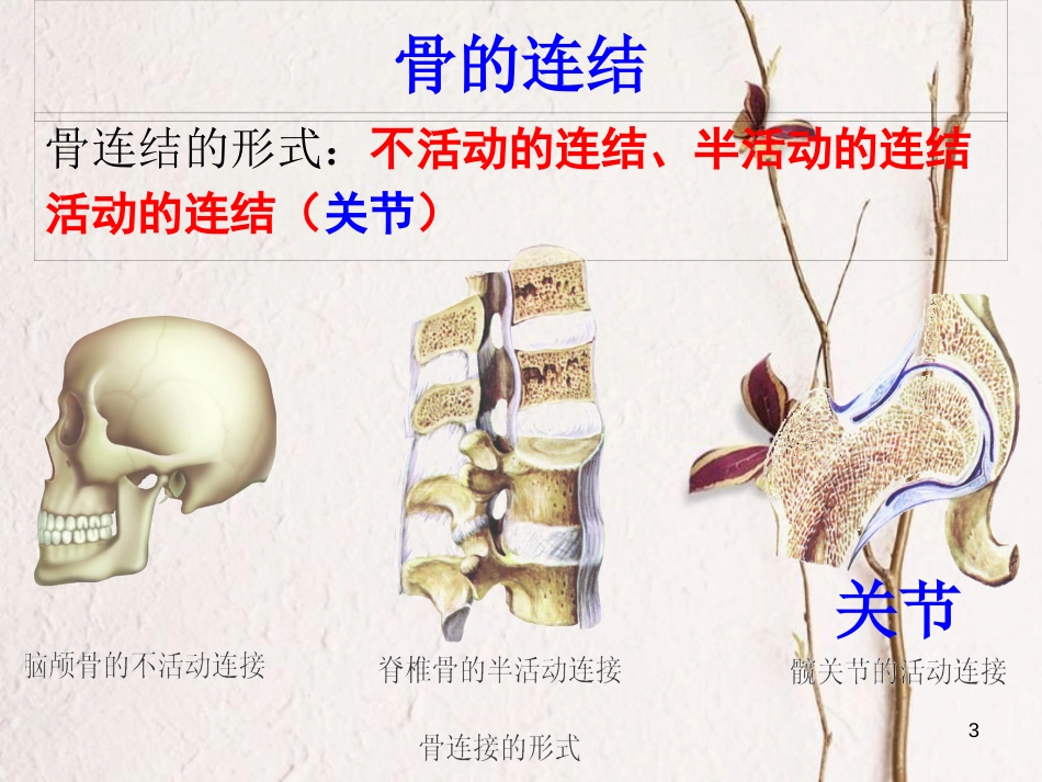 学年八年级生物上册 16.1 人体的支持与运动课件2 苏科版_第3页