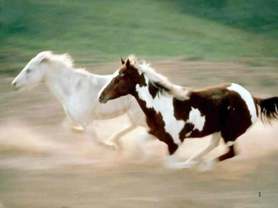 八年级语文上册 第五单元 19《马》课件1 北京课改版_第1页