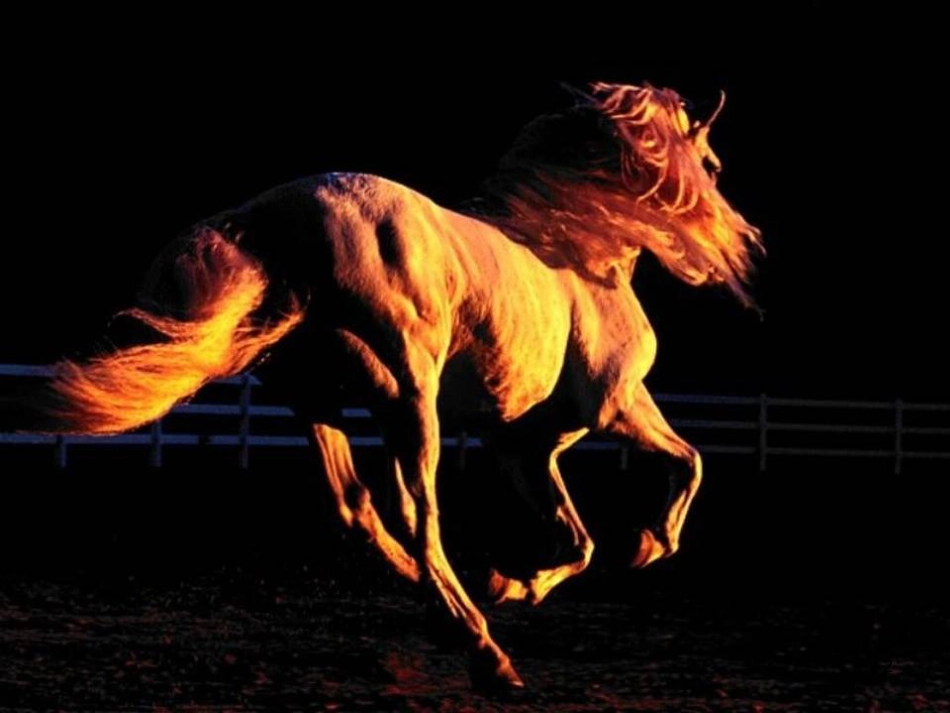 八年级语文上册 第五单元 19《马》课件1 北京课改版_第2页