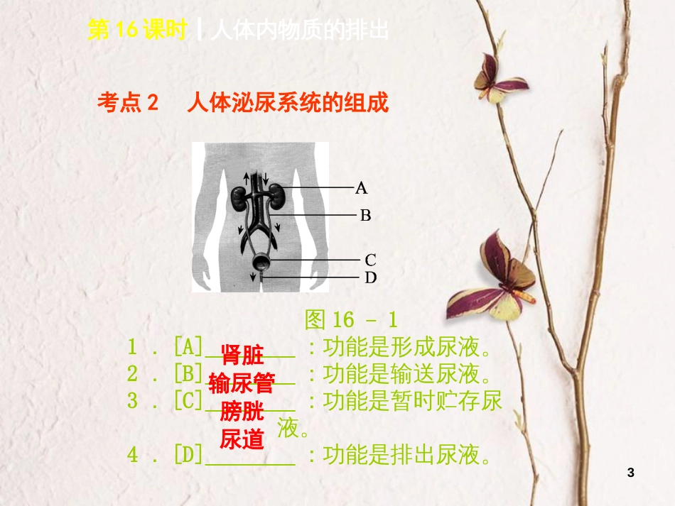 中考生物 第四单元 生物圈中的人 第16课时 人体内物质的排出课件_第3页