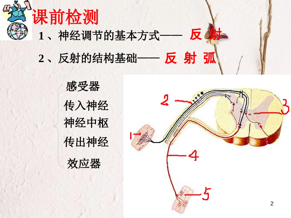 湖南省张家界市桑植县七年级生物下册 第四单元 第六章 第四节 激素调节课件 （新版）新人教版_第2页