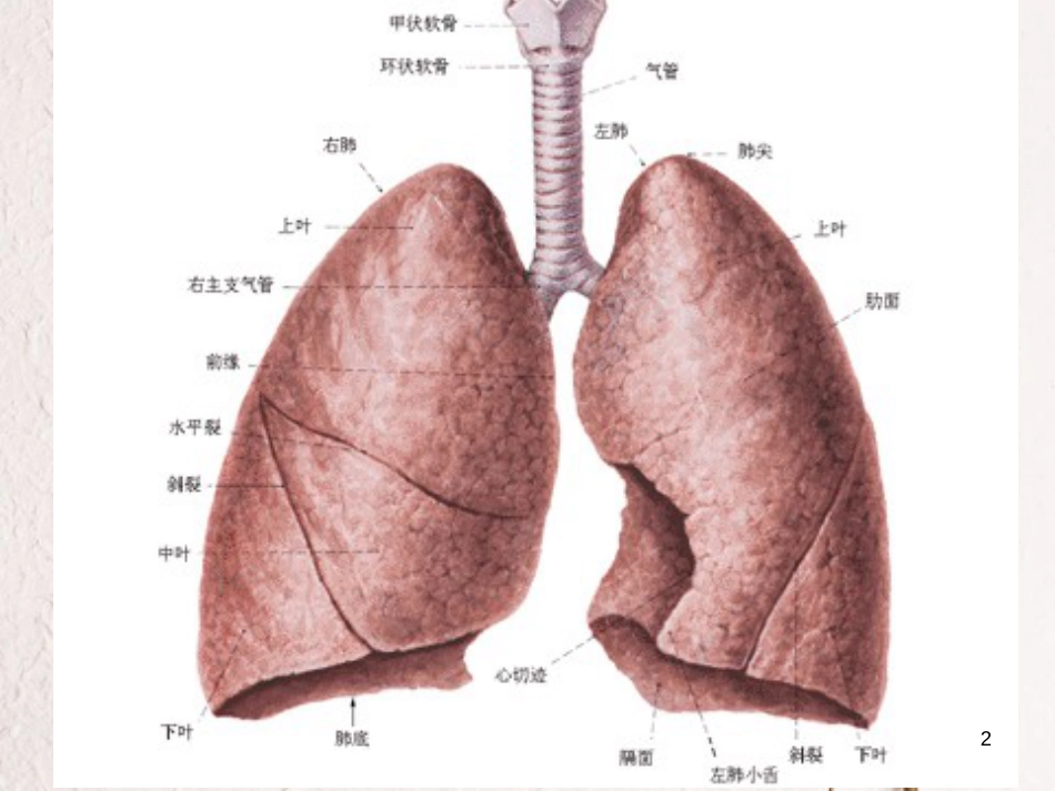 七年级生物下册 第四单元 第三章  第二节 发生在肺内的气体交换课件 （新版）新人教版_第2页