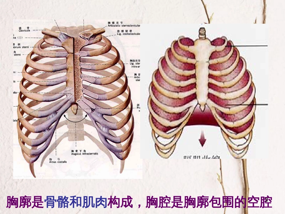 七年级生物下册 第四单元 第三章  第二节 发生在肺内的气体交换课件 （新版）新人教版_第3页