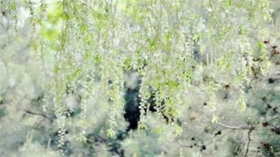八年级语文下册 第五单元 比较探究《水龙吟 次韵章质夫杨花词》教学课件 北师大版_第3页