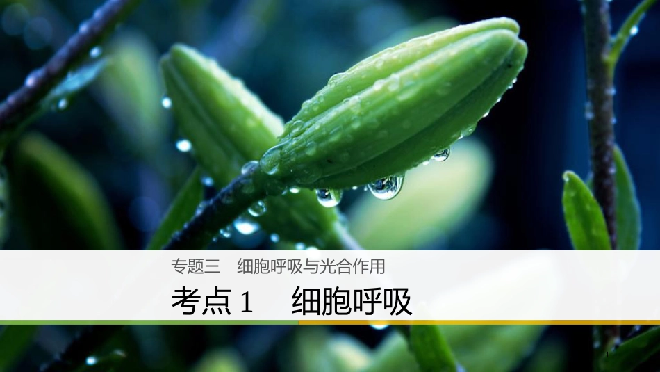 （浙江选考）高三生物二轮专题复习 专题三 细胞呼吸与光合作用 考点1 细胞呼吸课件 新人教版_第1页