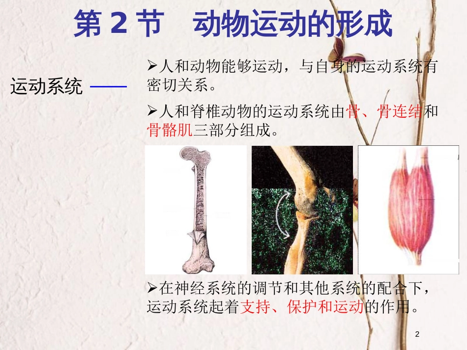 广东省深圳市八年级生物上册 15.2动物运动的形成课件 （新版）北师大版_第2页