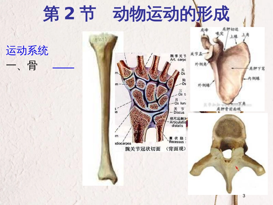 广东省深圳市八年级生物上册 15.2动物运动的形成课件 （新版）北师大版_第3页