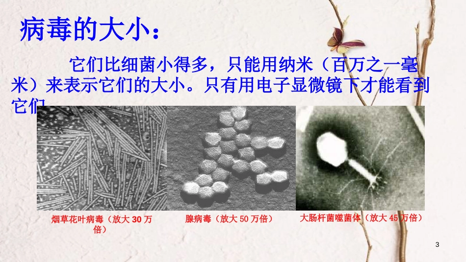 八年级生物上册 第五单元 第五章《病毒》课件 （新版）新人教版_第3页