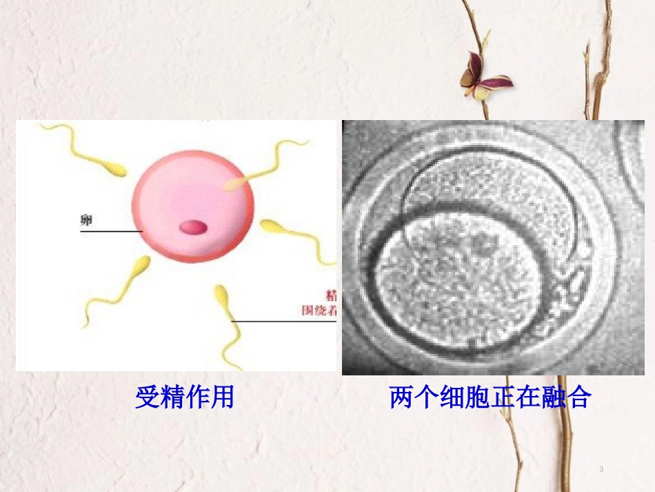 吉林省伊通满族自治县高中生物 第二章 细胞工程 2.2.2 动物细胞融合与单克隆抗体课件 新人教版选修3_第3页