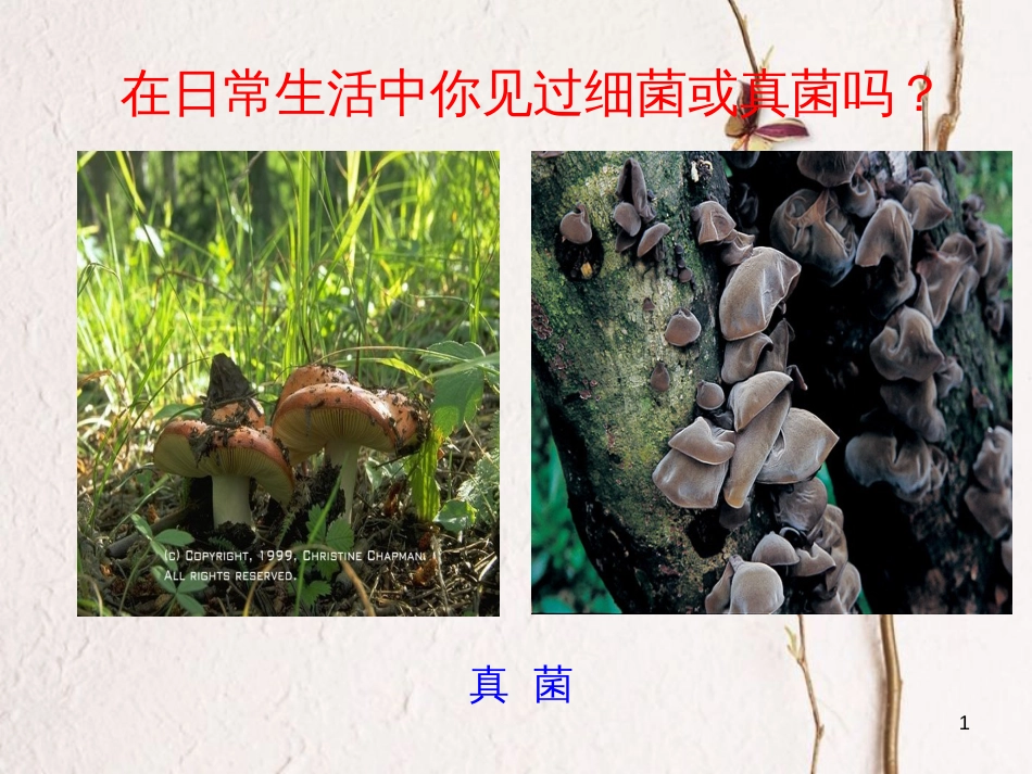 八年级生物上册 5.4.1《细菌和真菌的分布》课件 （新版）新人教版_第1页