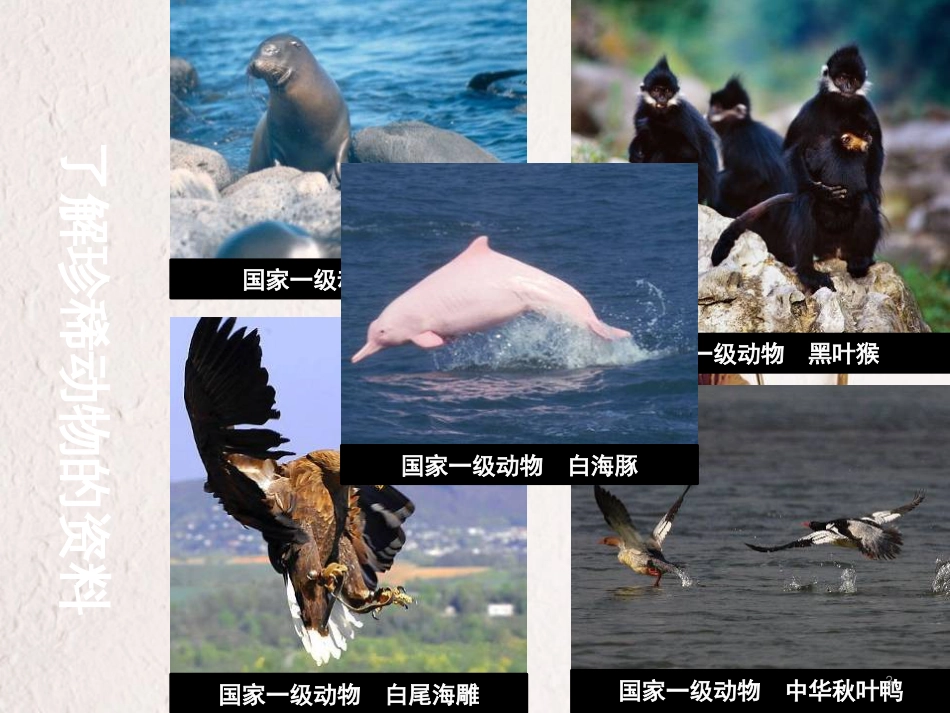 四年级科学上册 2.5 珍稀动物的保护课件2 湘教版_第3页