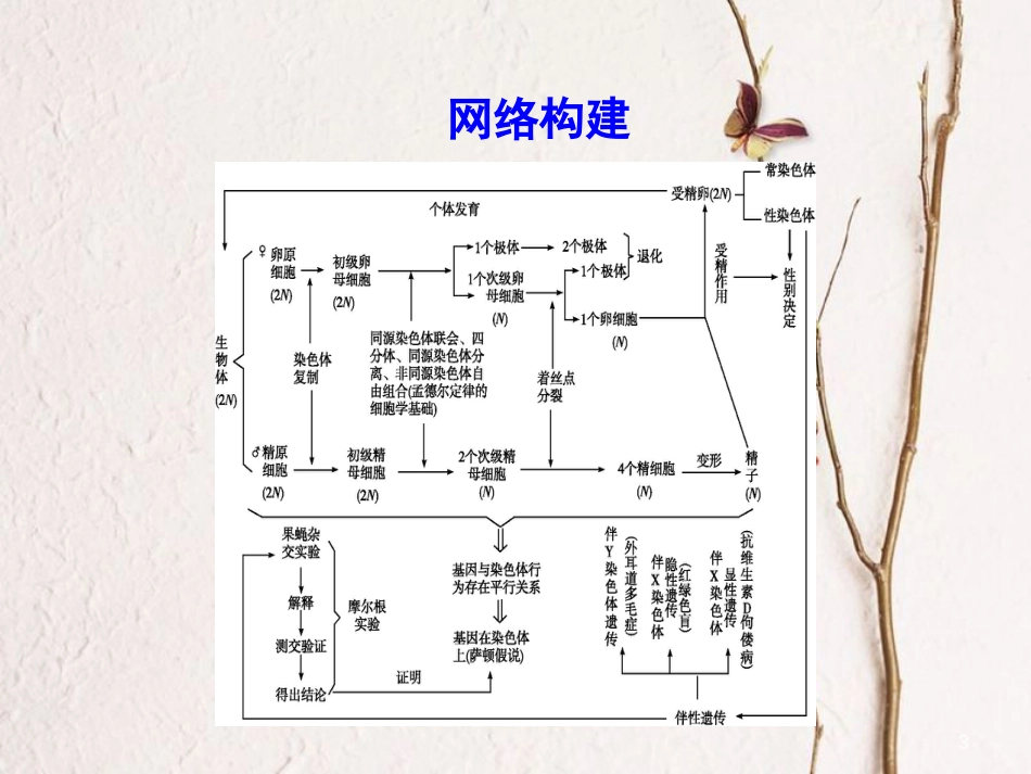 高中生物 第2章 基因和染色体的关系章末整合课件 新人教版必修2_第3页