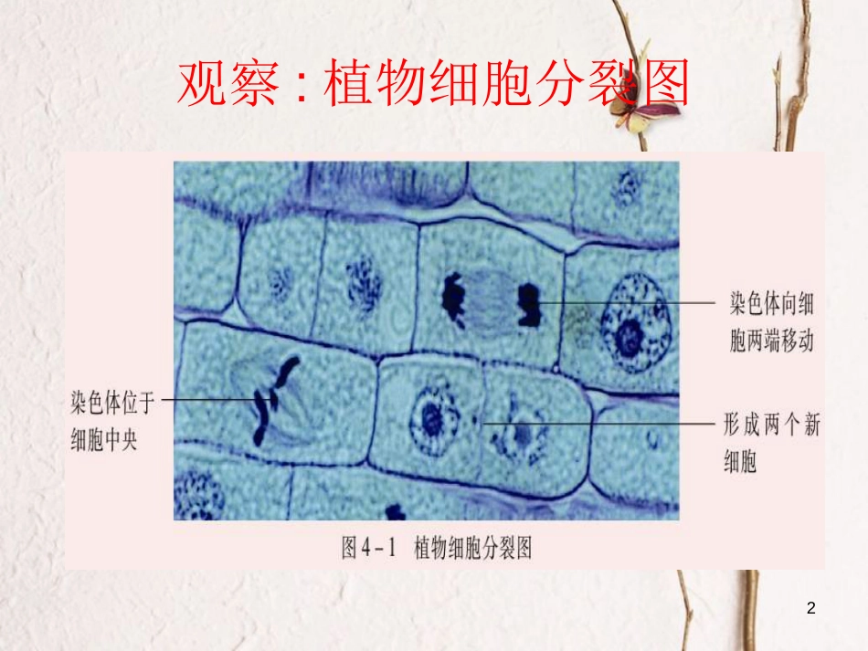 七年级生物上册 2.3.3细胞的分裂与分化课件 （新版）苏教版_第2页