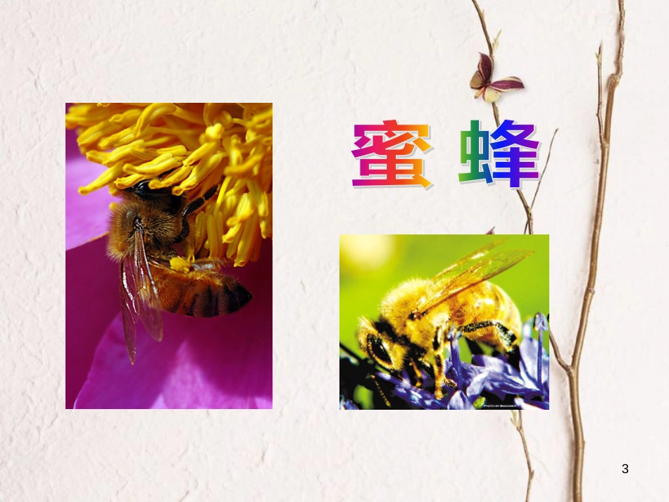 六年级语文上册 第四单元 蜜蜂课件1 湘教版_第3页