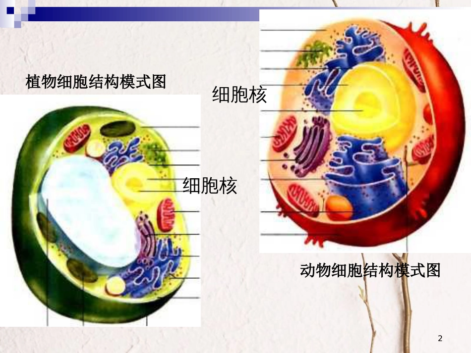 河北省南宫市高中生物第三章细胞的基本结构3.3细胞核课件新人教版必修1_第2页