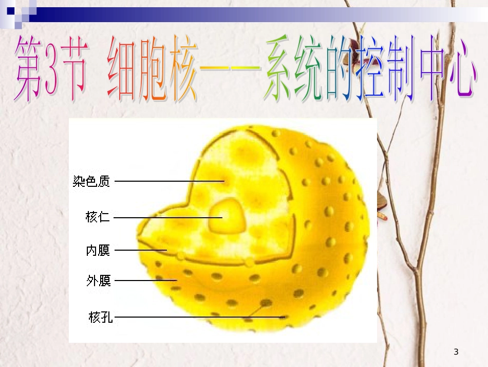 河北省南宫市高中生物第三章细胞的基本结构3.3细胞核课件新人教版必修1_第3页