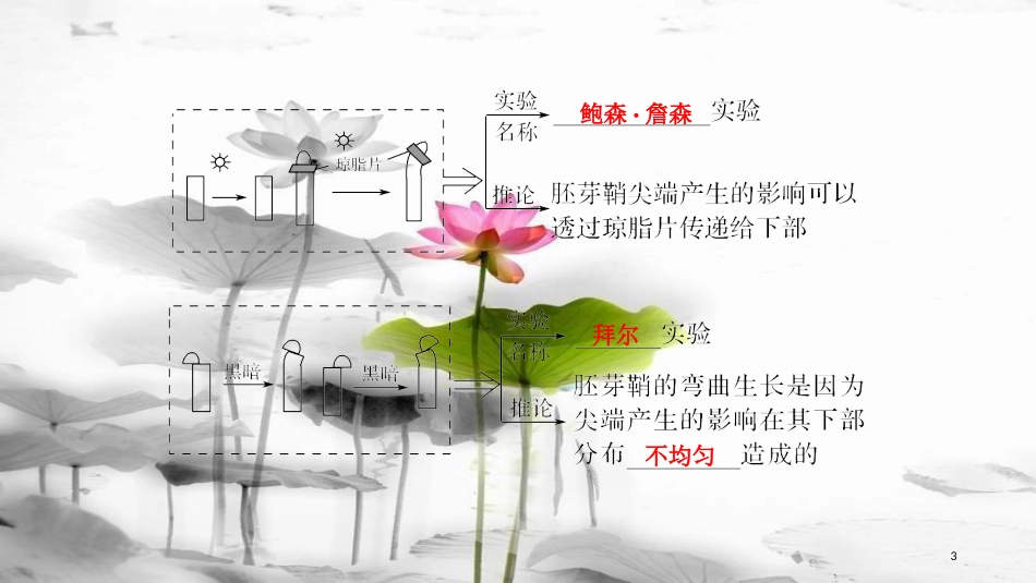 届高考生物一轮复习 第八单元 生命活动的调节 第27讲 植物的激素调节课件_第3页