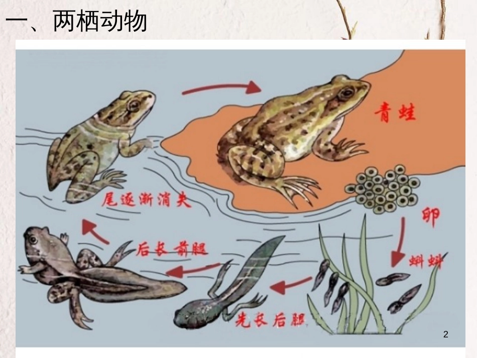 八年级生物上册 5.1.5 两栖动物和爬行动物课件 （新版）新人教版_第2页