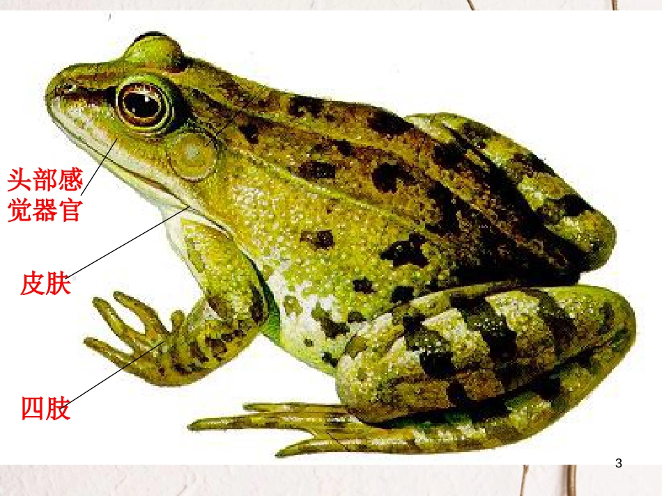 八年级生物上册 5.1.5 两栖动物和爬行动物课件 （新版）新人教版_第3页
