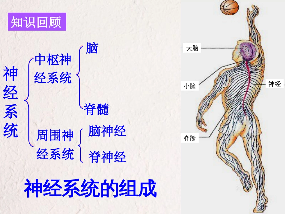 河北省南宫市高中生物 第二章 动物和人体生命活动的调节 2.1 通过神经系统调节课件 新人教版必修3_第2页