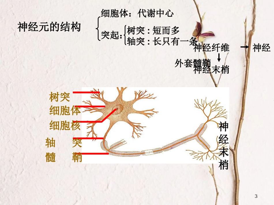 河北省南宫市高中生物 第二章 动物和人体生命活动的调节 2.1 通过神经系统调节课件 新人教版必修3_第3页