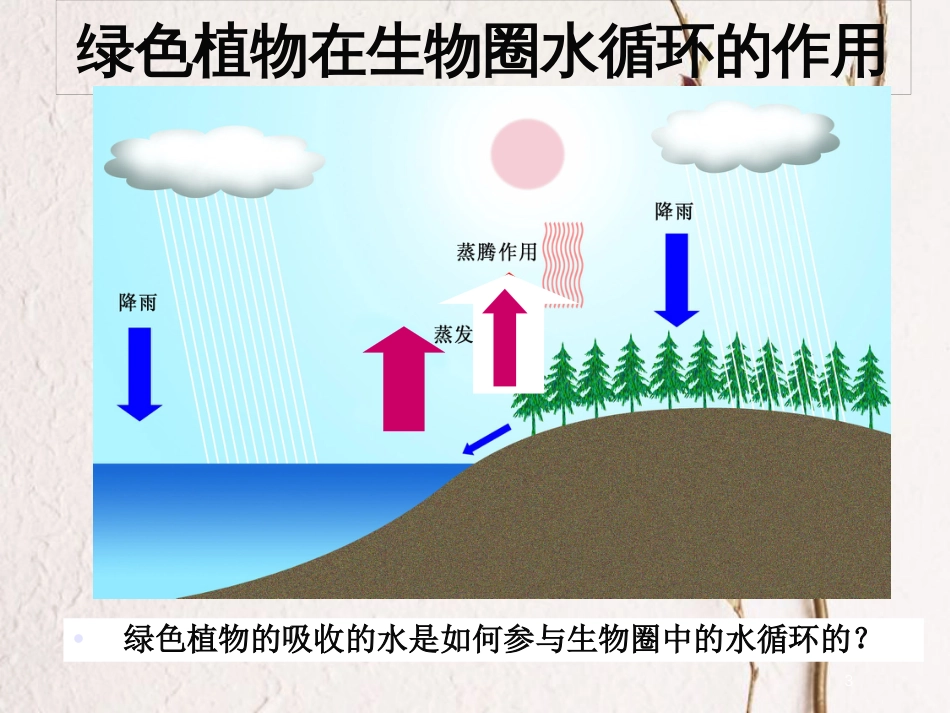 学年八年级生物上册 17.1 绿色植物与生物圈中的水循环课件2 苏科版_第3页