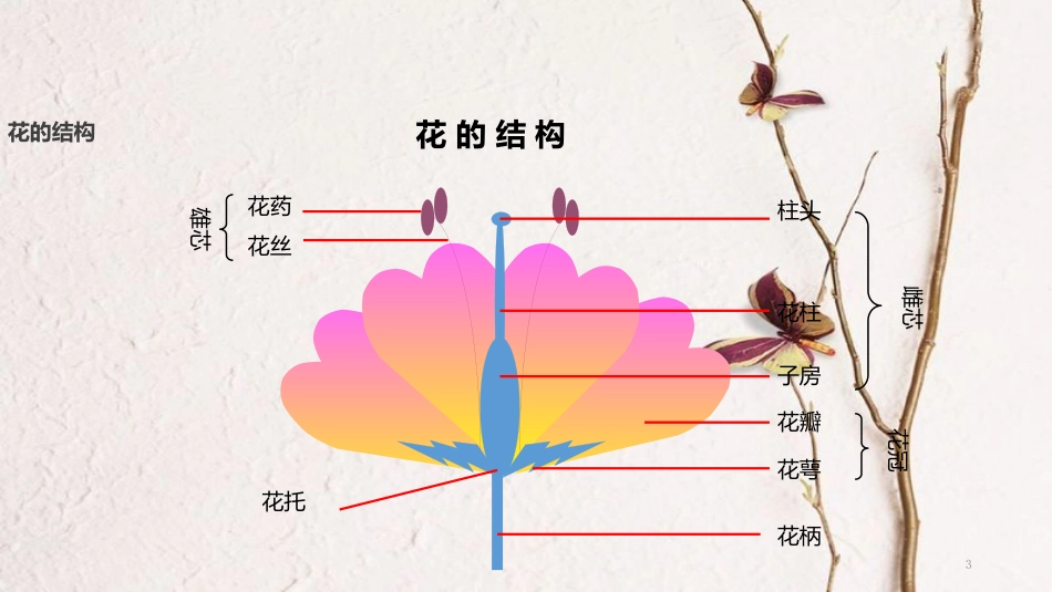 七年级生物上册 第三单元 第二章 第三节《开花和结果》课件 （新版）新人教版_第3页